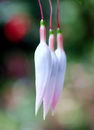 گوشواره